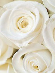 E白玫瑰