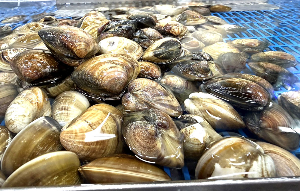 第三名為貝類入榜，其中又以新鮮文蛤銷售為主，可直接上烤網製作酒蒸蛤蜊或炒菜